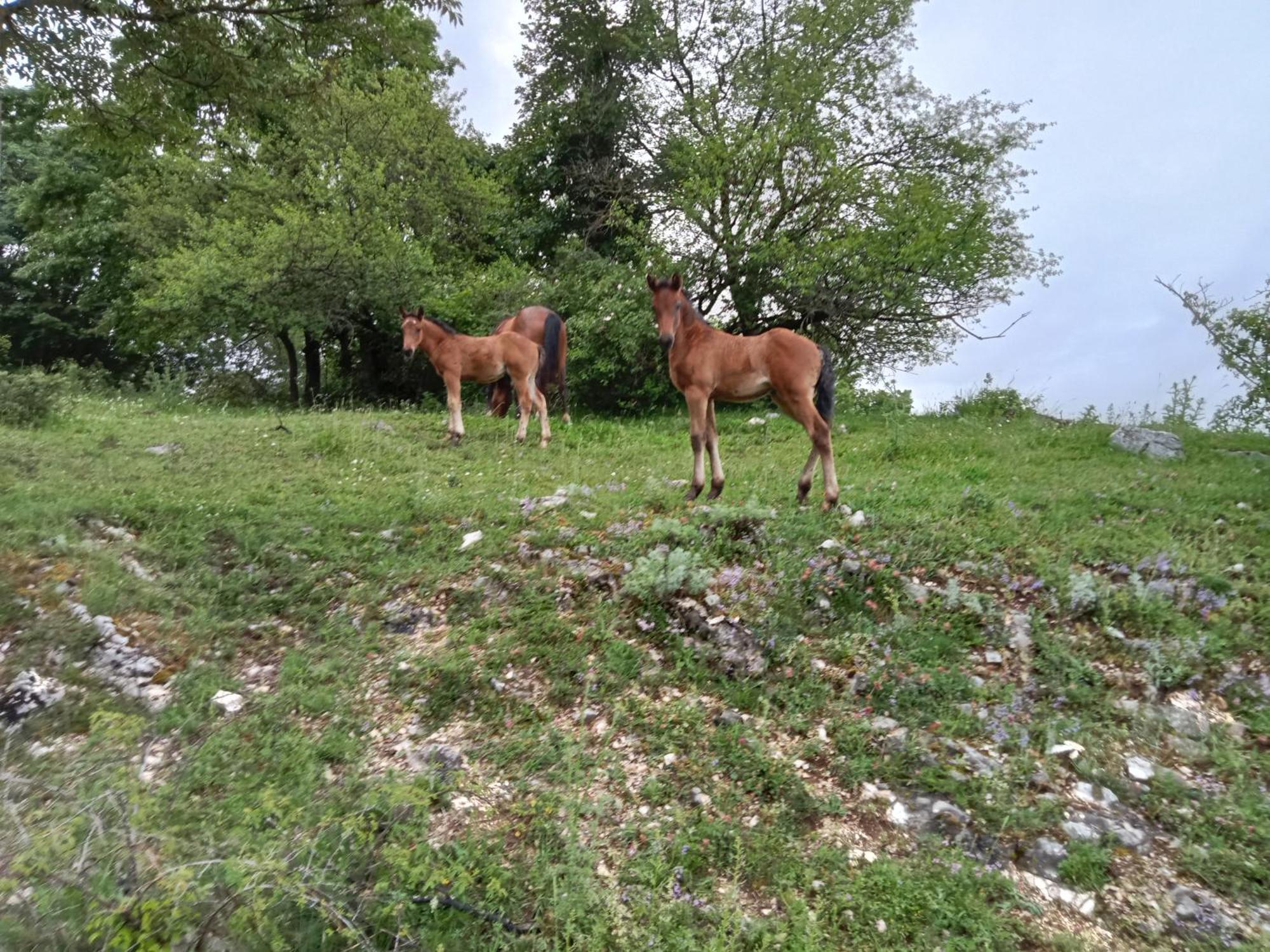 Montenero Val Cocchiara Il Borgo Della Zittolaヴィラ エクステリア 写真